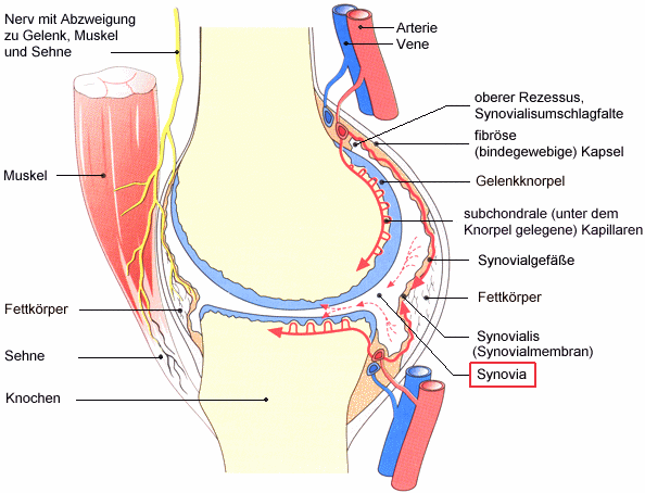Arthrophen Anatomie Kniegelenk