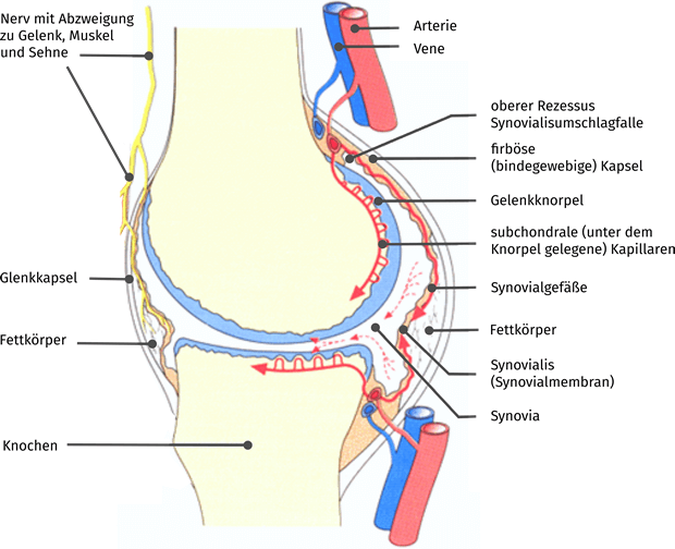 hyaliner Gelenkknorpel Arterien Venen Versorgung